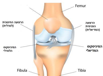 מבנה הברך - כאבי ברכיים ושחיקת סחוס