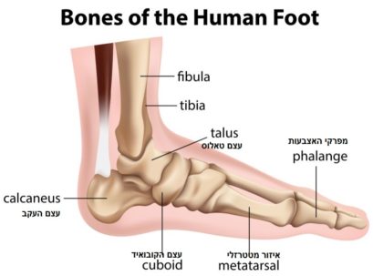 מבנה עצמות כף הרגל