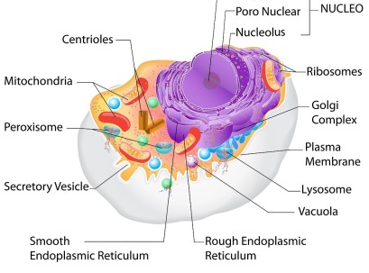 מבנה תא בגוף האדם